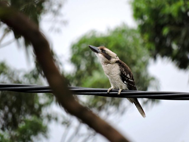 Kookaburra.jpg
