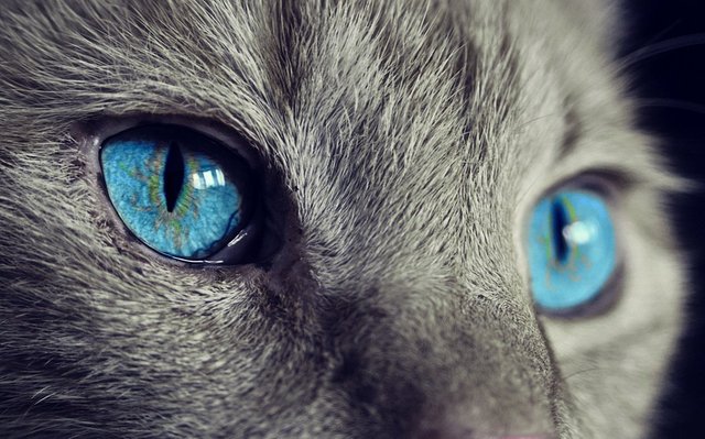 Cat Animal Cat's Eyes Eyes Pet View Blue Eye.jpg