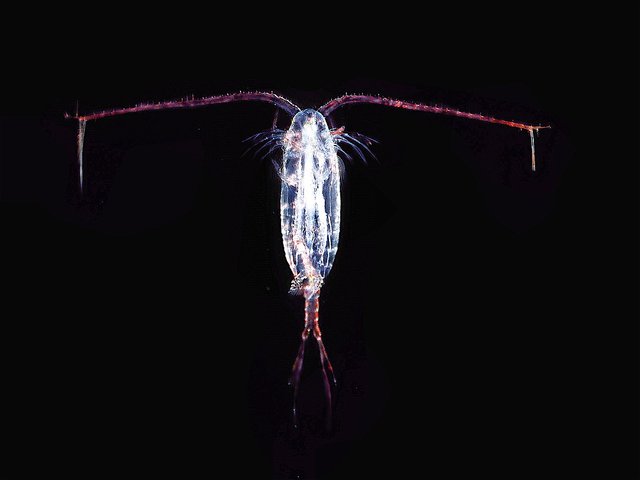 copepodo4.jpg