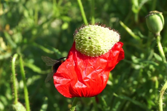 Bumblebee _opens_poppy_flower_-_Free_polls_for_all_02.jpg