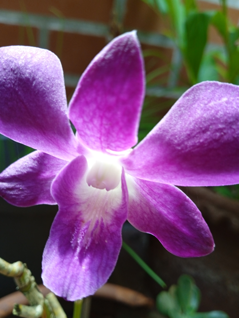 orquidea2.png