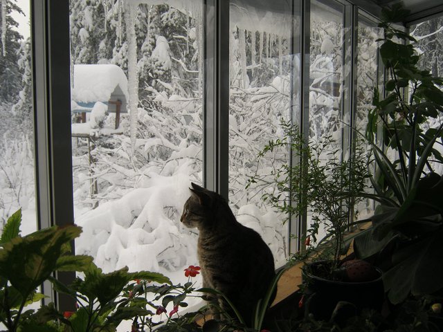 JJ looking out sun room window with lots of snow on bird feeder bushes and icicles.JPG