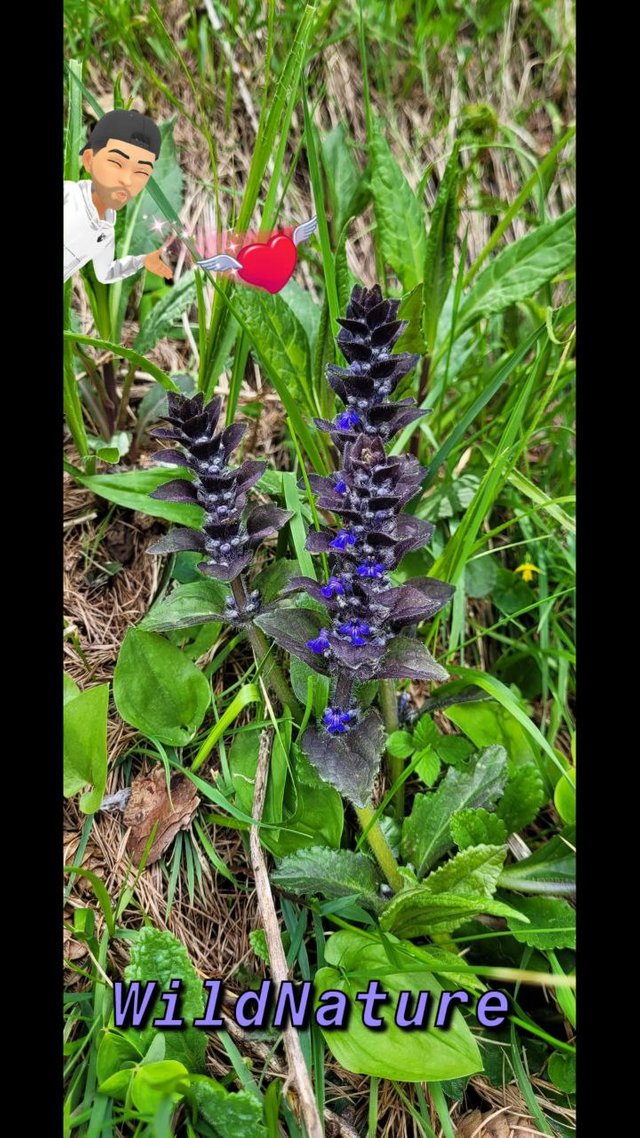 Bugola ajuga reptans.jpg