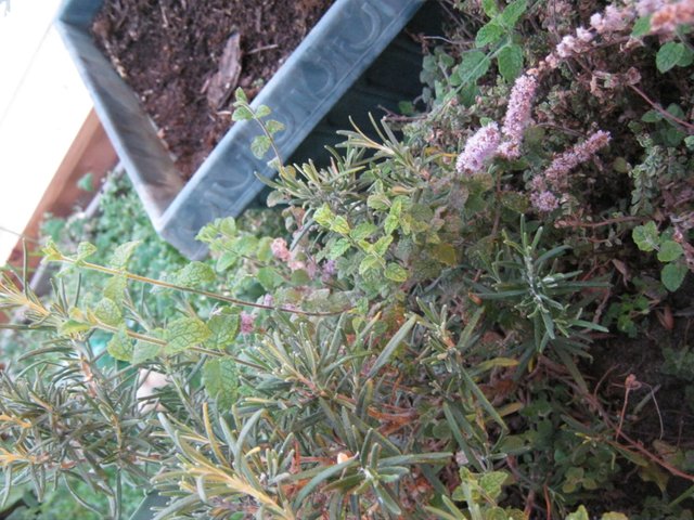 herbs mint in flower and rosemary.JPG