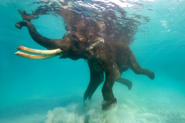 elephant swimming andaman island.jpg