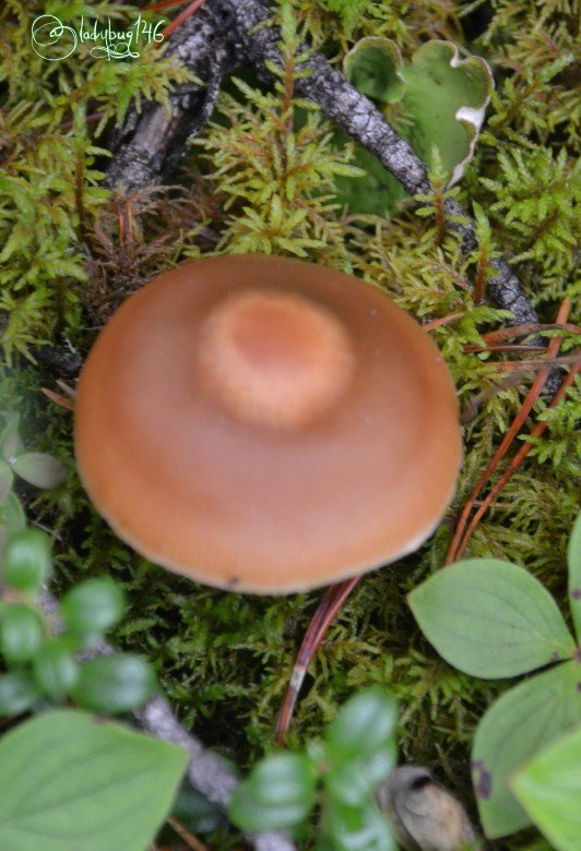 fungi-athabasca_falls2.jpg