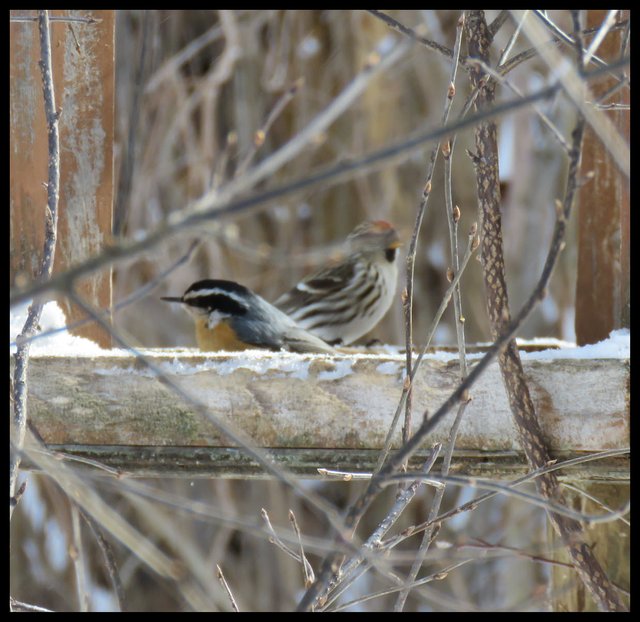 nuthatch and redpoll at feeder.JPG