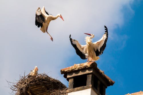 storks-birds-animal-storchennest-158101.jpeg