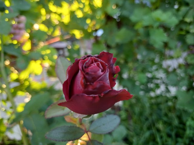 20250819_071342.jpg