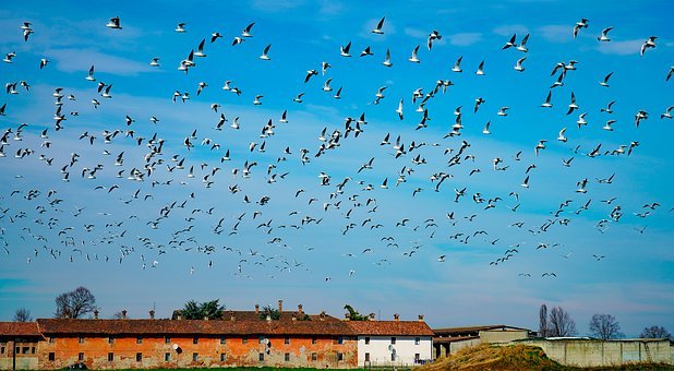 seagulls-4018164__340.jpg