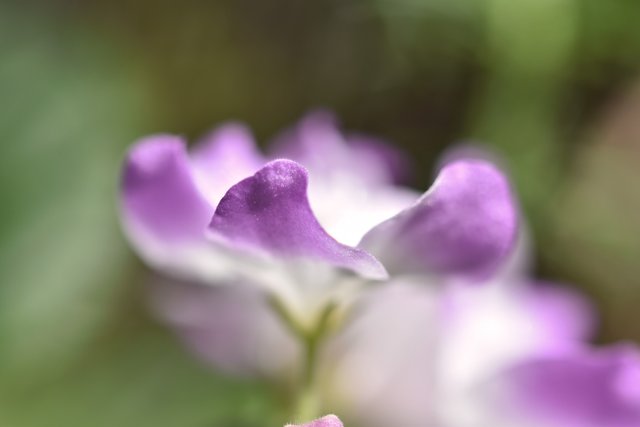 African violet purple edge 4.jpg