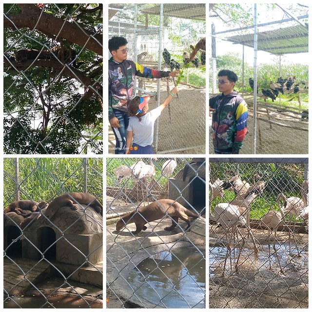 photocollage_2025517205556116.jpg