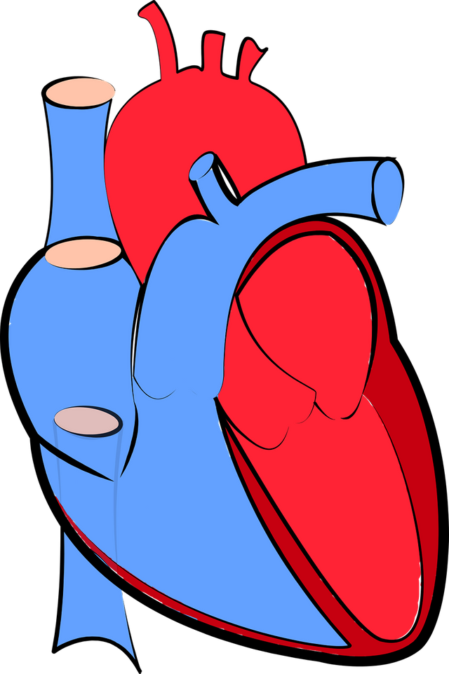 human-heart-1700453_1280.png