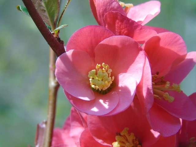 1photofleurs rouge (1).JPG