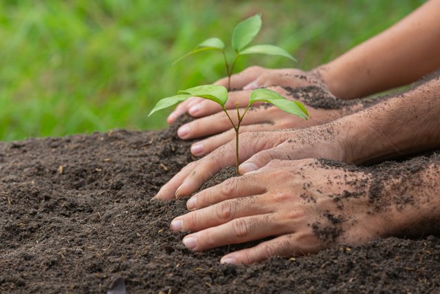 close-up-picture-hand-holding-planting-sapling-plant.jpg