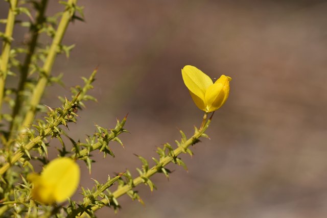 Gorse bush yellow flower 3.jpg