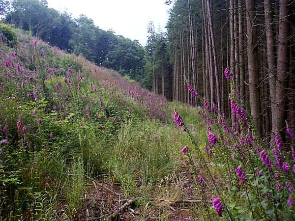 digitalis-purpurea6.jpg