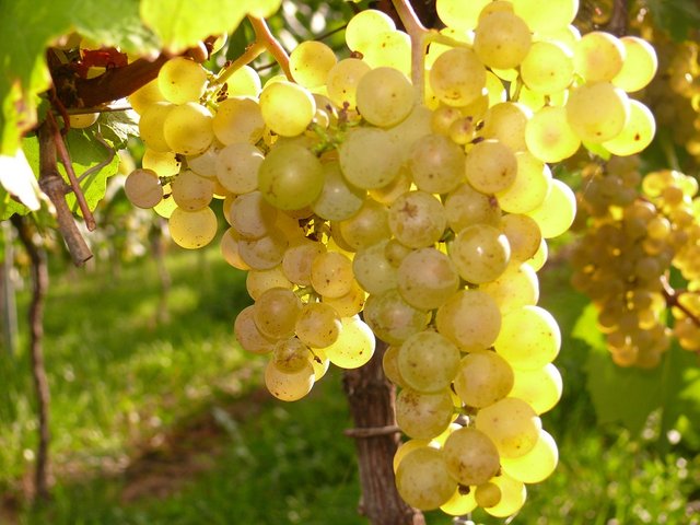 grapes-271901_960_720.jpg