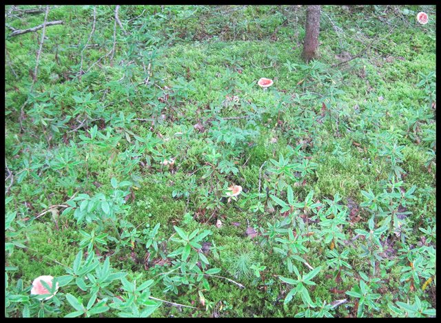 pinkish mushrooms growing among the labrador tea plants.JPG