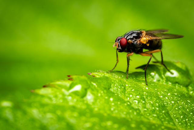 flesh-fly-8987114_1280.png