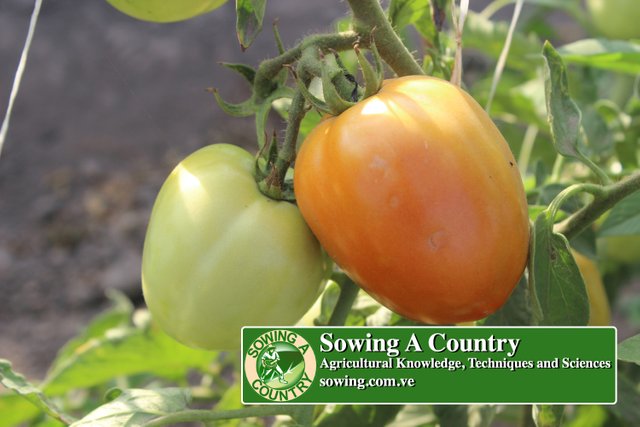 1 Agronomic Manual Tomato Cultivation.jpg