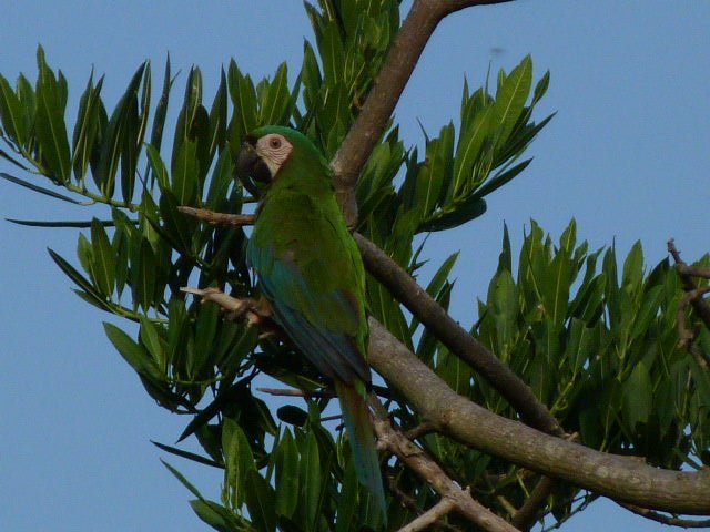 Parrot (12).JPG