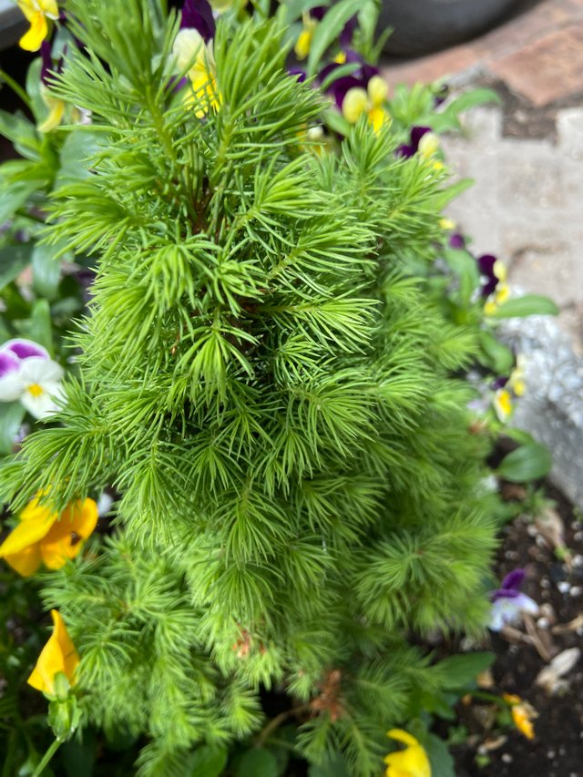 IMG7665.JPG