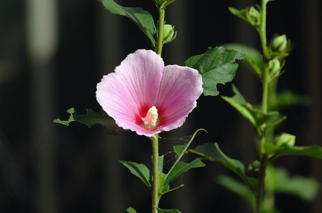 hollyhock-3431352_1280.jpg