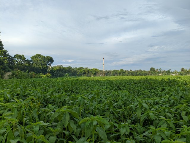 1000032443.jpg