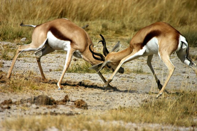 springbok-4630280_1920.jpg