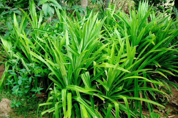 Pandanus-amaryllifolius-Roxb-Habit.png