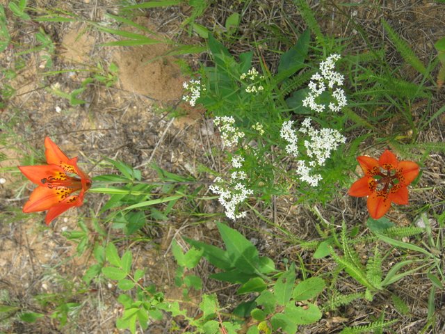 tiger lily and bedstraw good.JPG