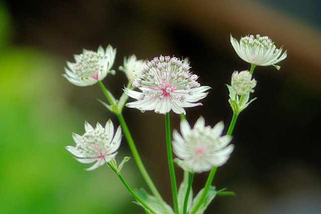 Branklyn Garden Astrantia.jpg