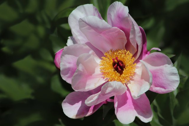 peony-5265972.jpg