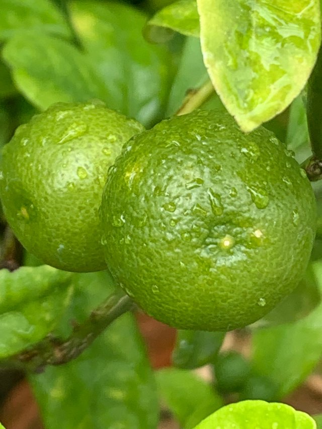 my little garden10.jpg