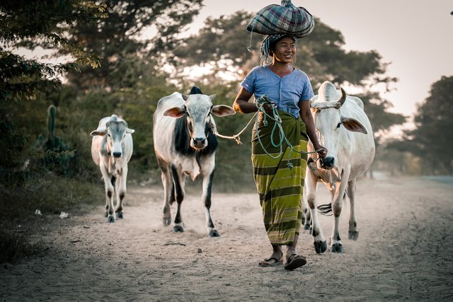 cows-4708901_1280 (1).jpg