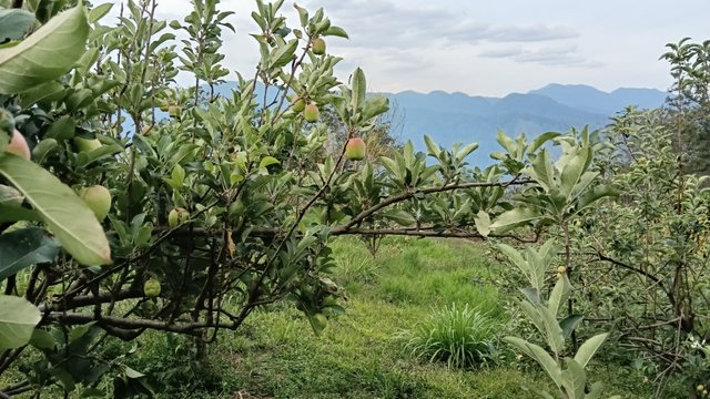 IMG20250727163009.jpg