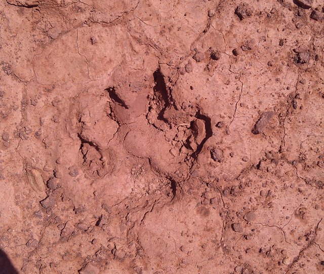 big footprint in desert.jpg