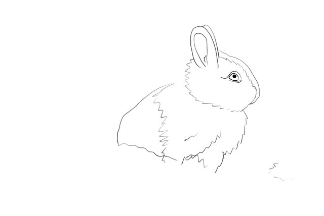 rabbit(461).jpg