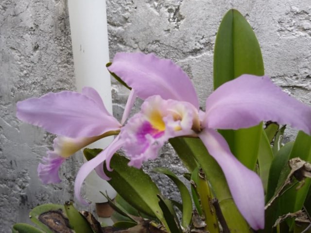 orquideas 95.jpg