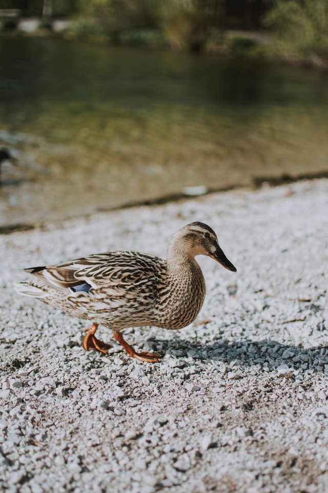 pexels-fotografierende-2397623.jpg