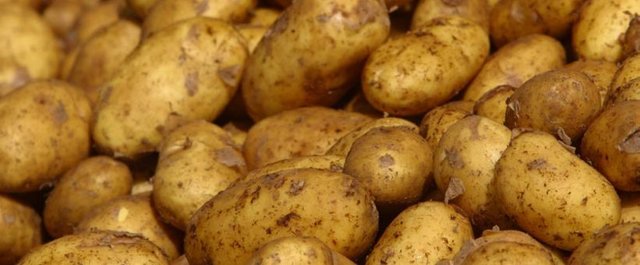 potatoes-20060407-02.jpg