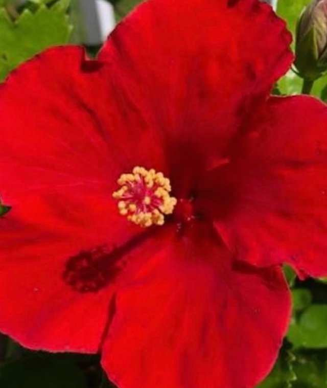 IMG_4986.jpeg