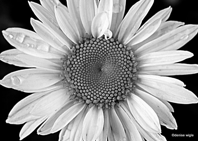 black and white daisy.jpg