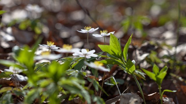 13537633485-flowers-in-spring (FILEminimizer).jpg