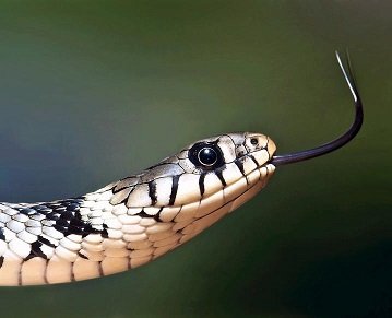 forked tongue snake.jpg