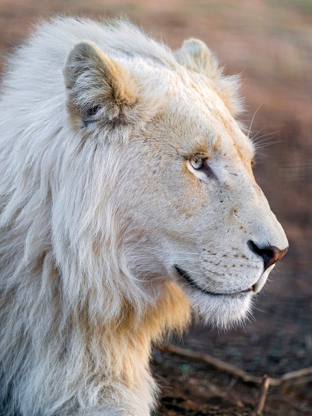 white-lion-profile.jpg