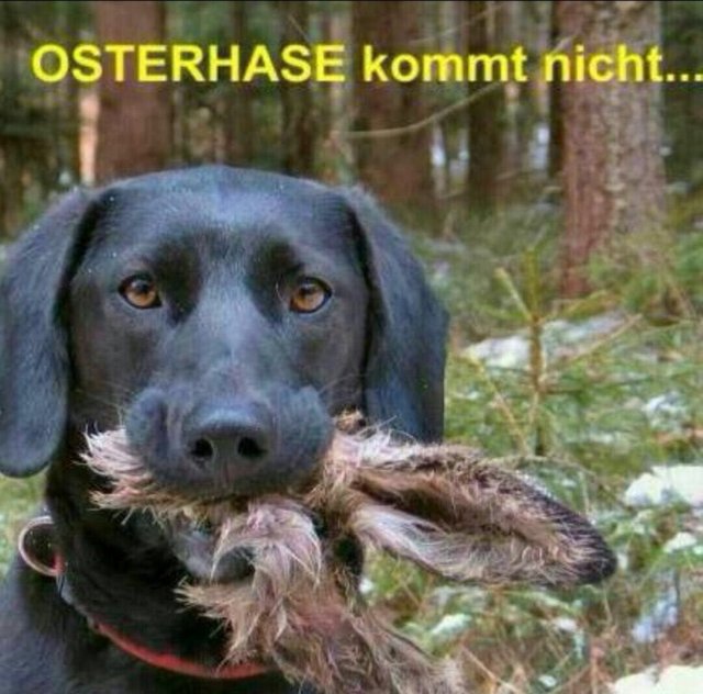 osterhase.jpg