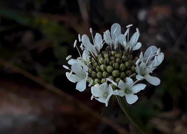 scabiosa columbaria1.jpg