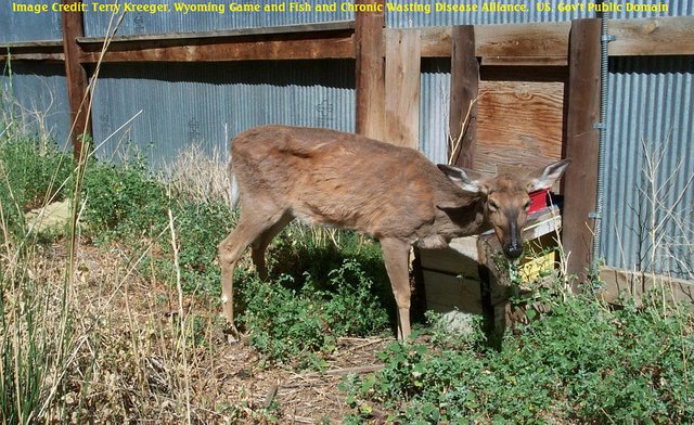 chronic wasting disease deer Terry Kreeger, Wyoming Game and Fish and Chronic Wasting Disease Alliance  public.jpg